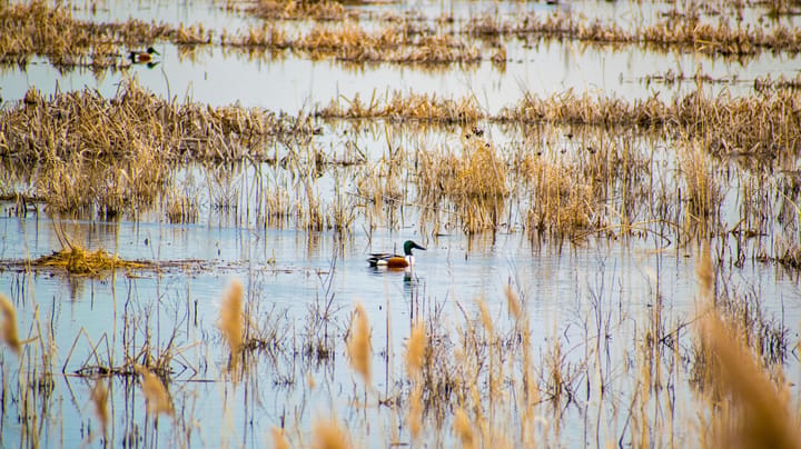 USDA invests $5M to restore wetlands on farm ground
