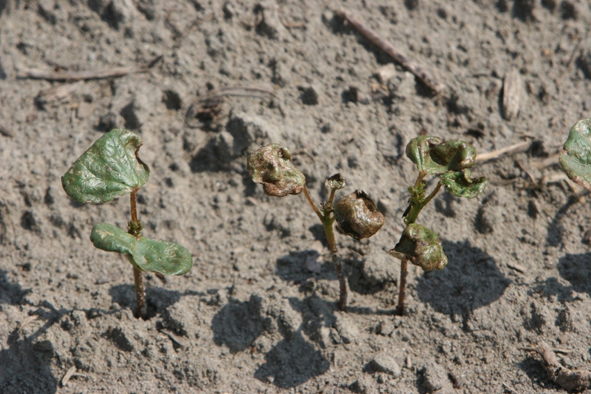 Jack_Bacheler_Thrips_Damaged_Cotton.JPG