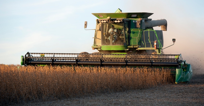 Combine harvests rows of soybeans