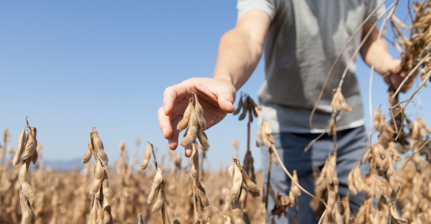 Man in field grabbing soybeans