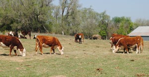 Cow and calves in field