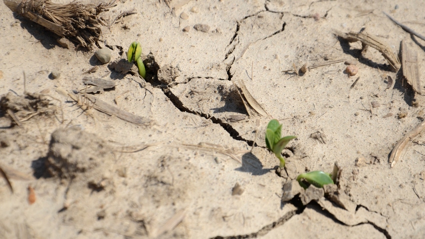 soybean seedlings emerge from crack in the soil