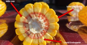 ear of corn graphic