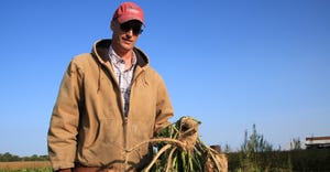 horseradish grower Jeff Heepke holds harvested horseradish plants