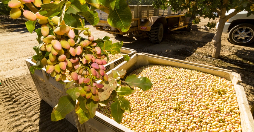 WFP_Todd_Fitchette_Pistachio_Harvest_Web.jpg