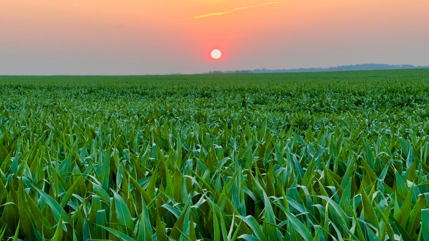 sunset over cornfield