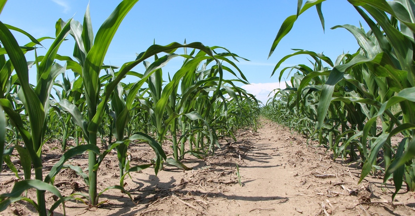A look at a corn field row from the soil level