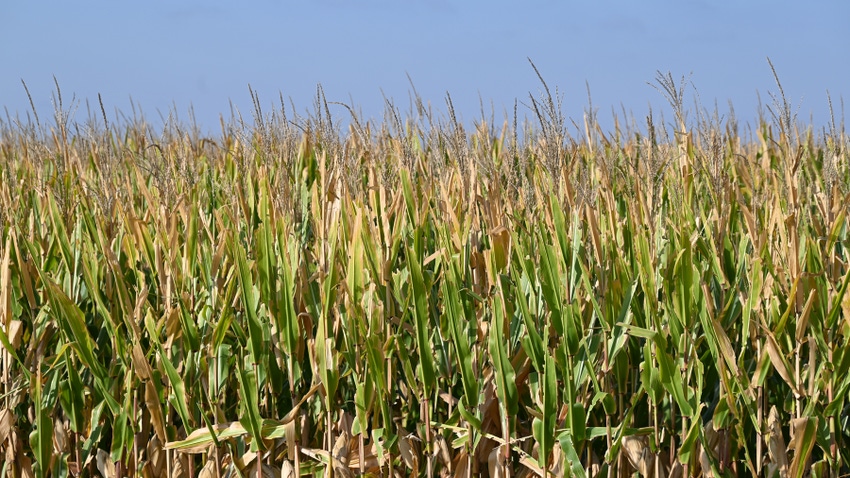 drought-stricken cornfield