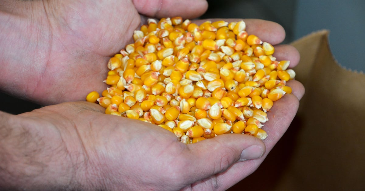 AI technology could improve tomorrow’s seed corn