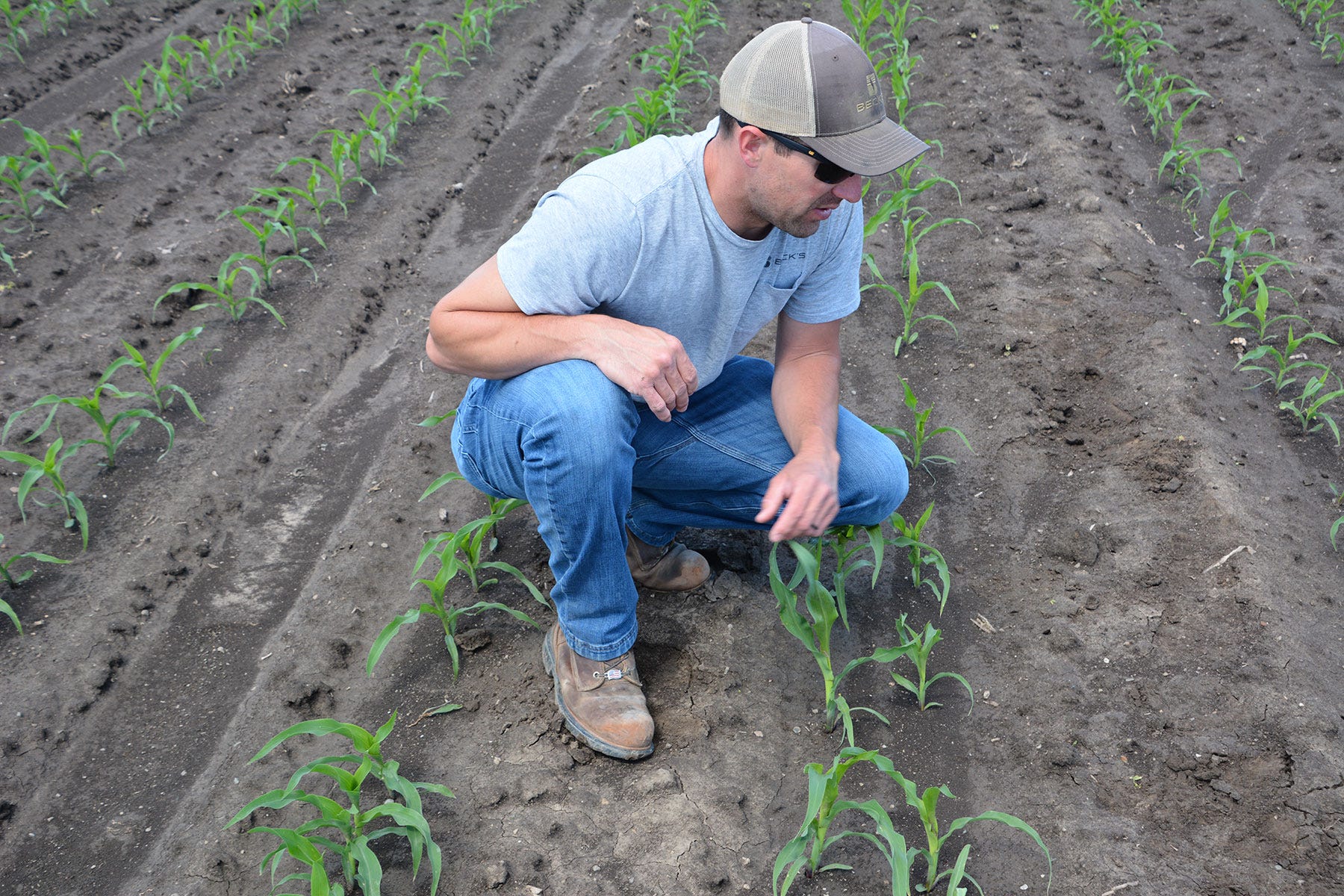 A man kneeling down next to rows of corn plants