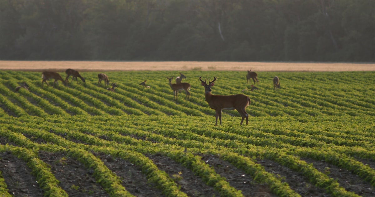 House panel backs deer baiting for crop protection