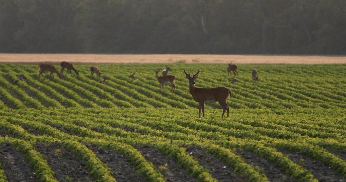 House panel backs deer baiting for crop protection