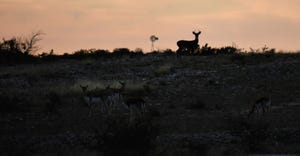 Doe and fawns at sunset