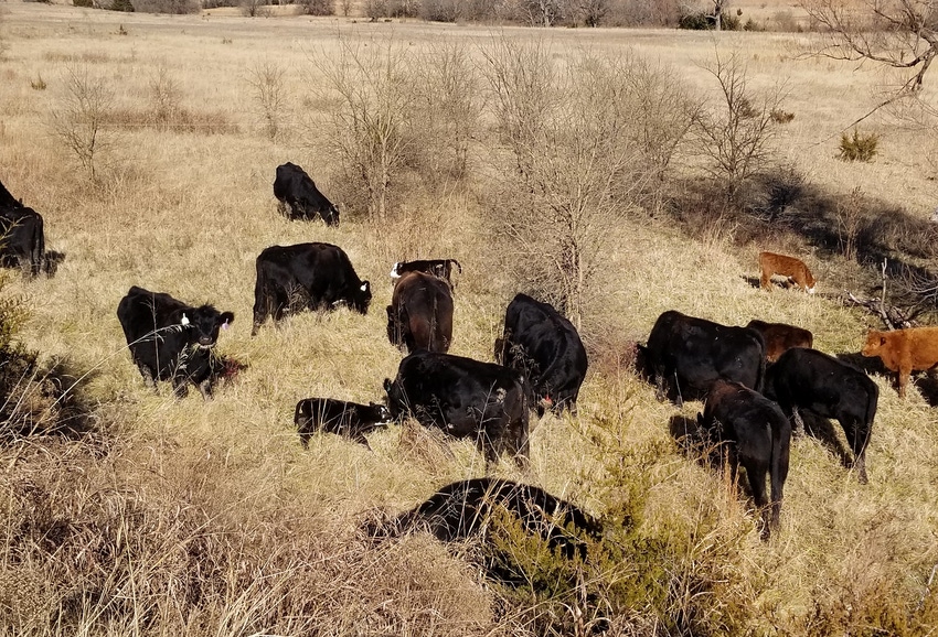 Cattle grazing dormant winter forage