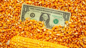 Corn kernels with dollar bill