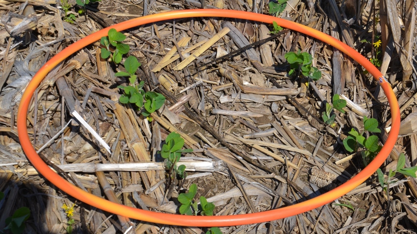 orange hula hoop lying in field with soybean seedlings emerged inside