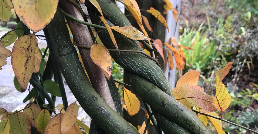 supplejack vine closeup with autumn leaves