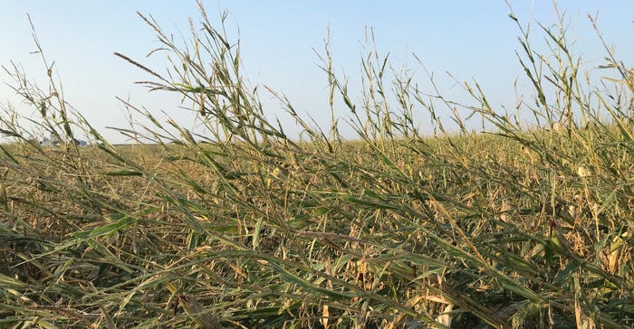 Downed corntstalks in field