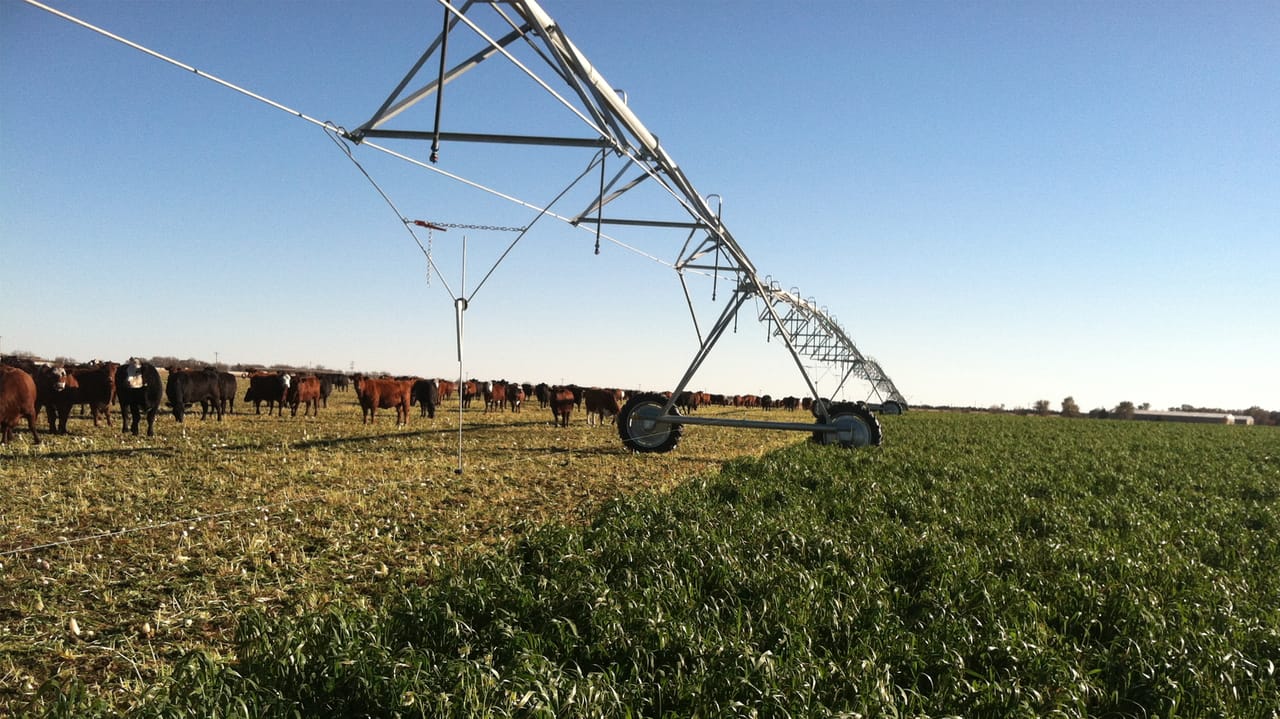 Forage Fields Haskell Ag Lab to host forage field day