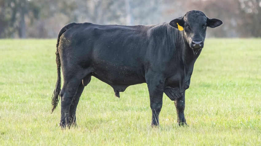 young black Angus bull standing in pasture