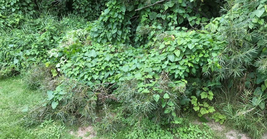 Rough Potato, an invasive vining milkweed plant