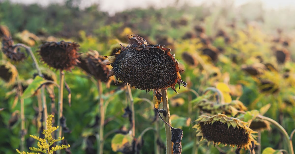 Sunflower production down slightly from 2025