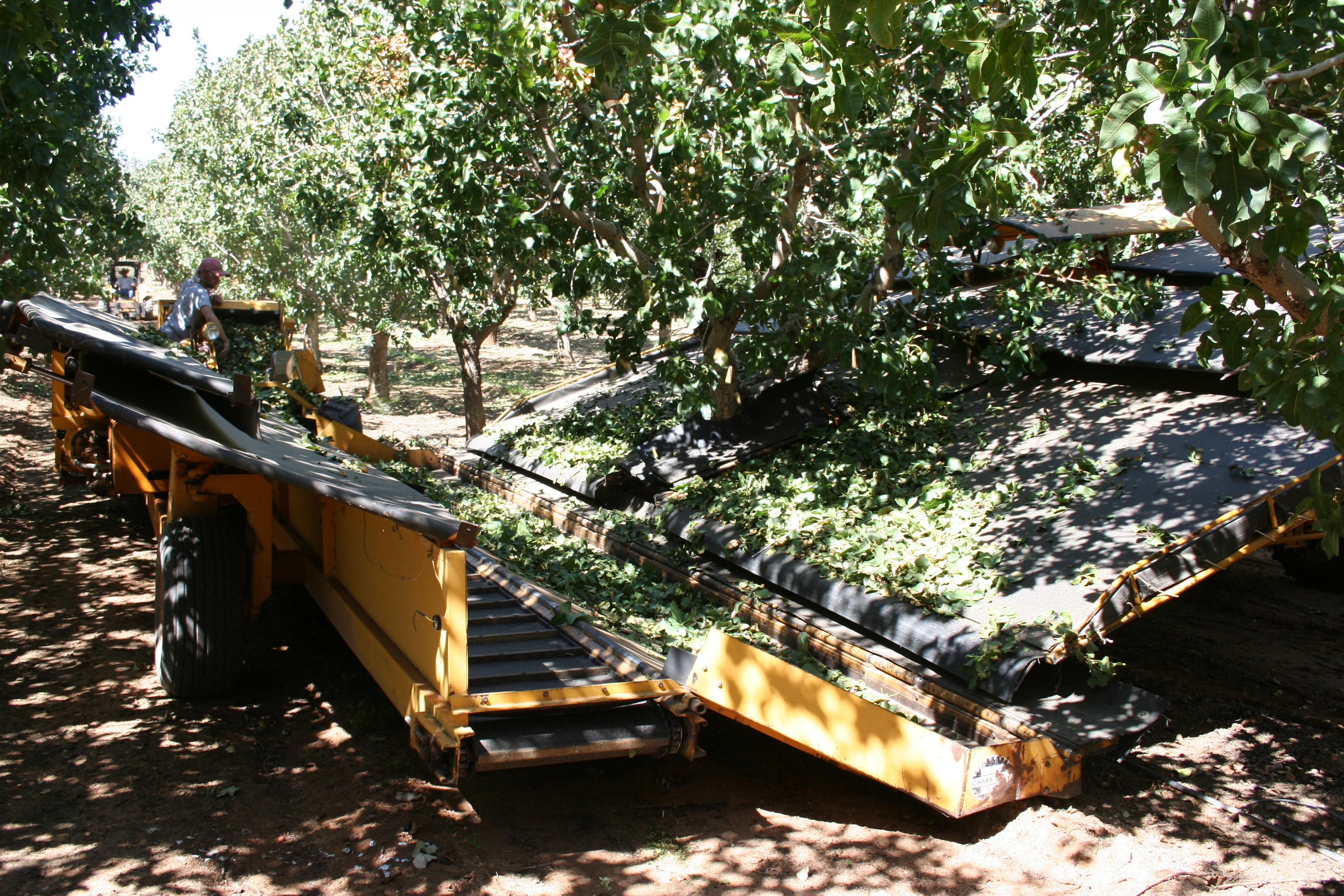 Mechanical harvester advances to improve pistachio removal efficiency