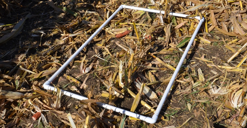 frame used to measure corn harvest loss lying in field