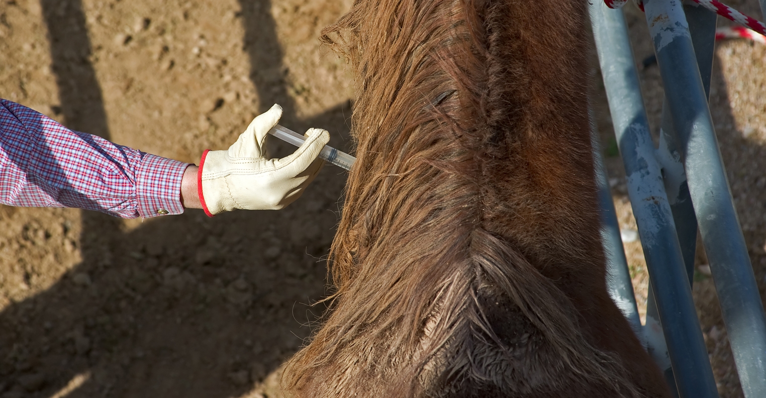 Horses 4 times as likely as dogs to contract rabies