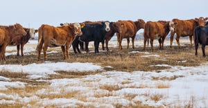 beef cattle in snowy field