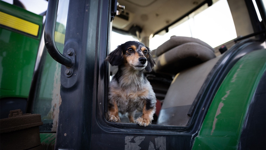  A long-haired miniature dachshund dog sitting in the cabin of a tractor