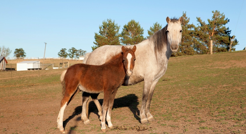 WFP-ARS-horses.jpg WFP-ARS-horses.jpg