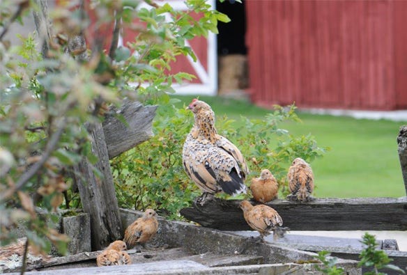 A hen and her chicks 