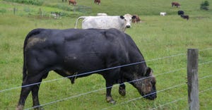 Cattle graze near fence line