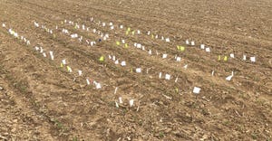 flags indicating different plant emergence dates in a young cornfield