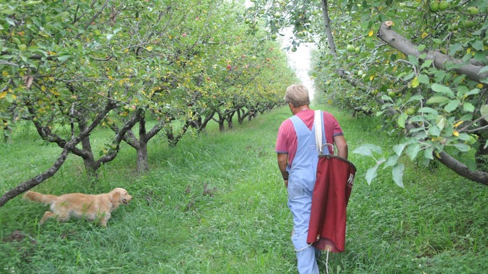 Woman walking in orchard with dog