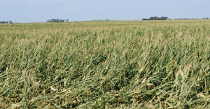 Wind-damaged cornfield