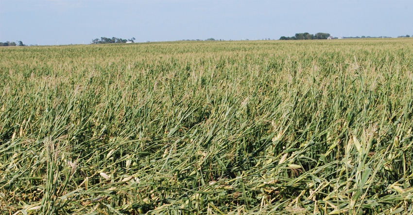 Wind-damaged cornfield Wind-damaged cornfield