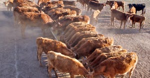 cattle at feed bunk