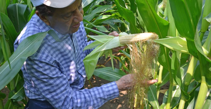 Dave Nanda examining silks on ear of corn in cornfield