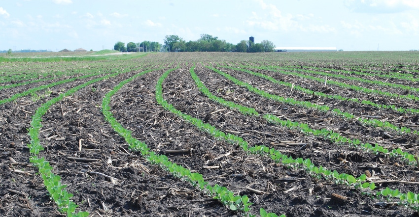 Field with rows of immature planted crops Field with rows of immature planted crops