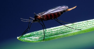 Check the fly-free date for planting wheat in Illinois