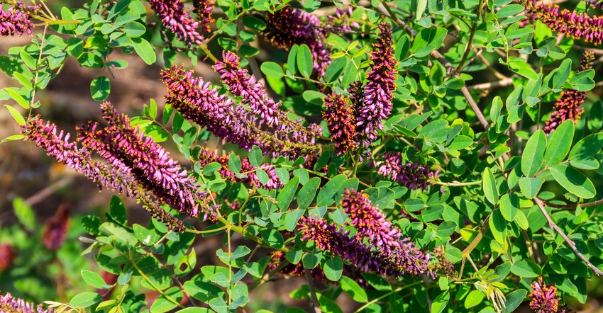 Amorpha fruticosa, a purple flowering plant.