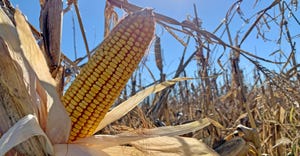 ear of mature corn on corn stalk