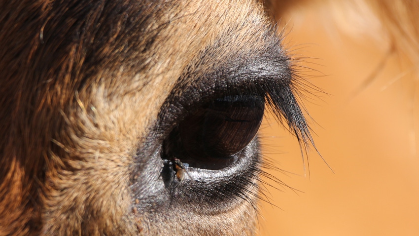 closeup of a cow's eye