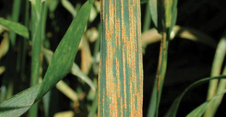 Leaf rust leaves small reddish-brown spots on the tops of leaves