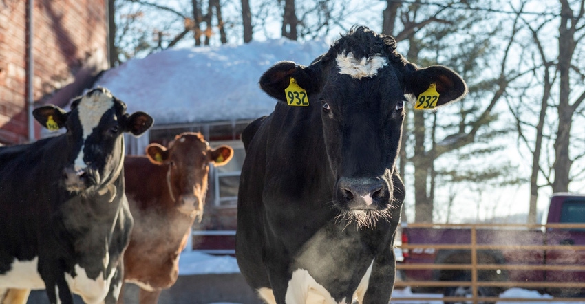 Dairy cows outside in the winter Dairy cows outside in the winter