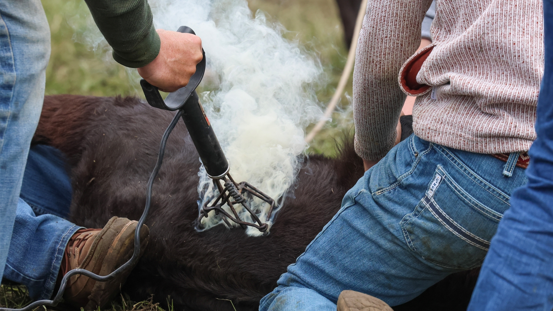 Rural bonds: How branding day exemplifies the strength of
