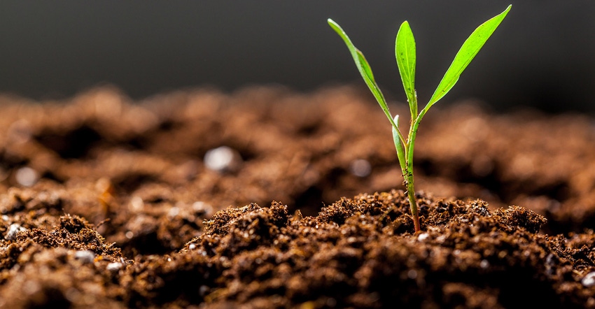 Growing Young Green Seedling Sprout in Cultivated Agricultural Farm Field close up