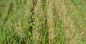 oats cover crop growing in field
